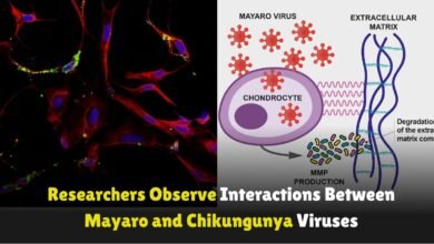 Researchers Observe Interactions Between Mayaro and Chikungunya Viruses